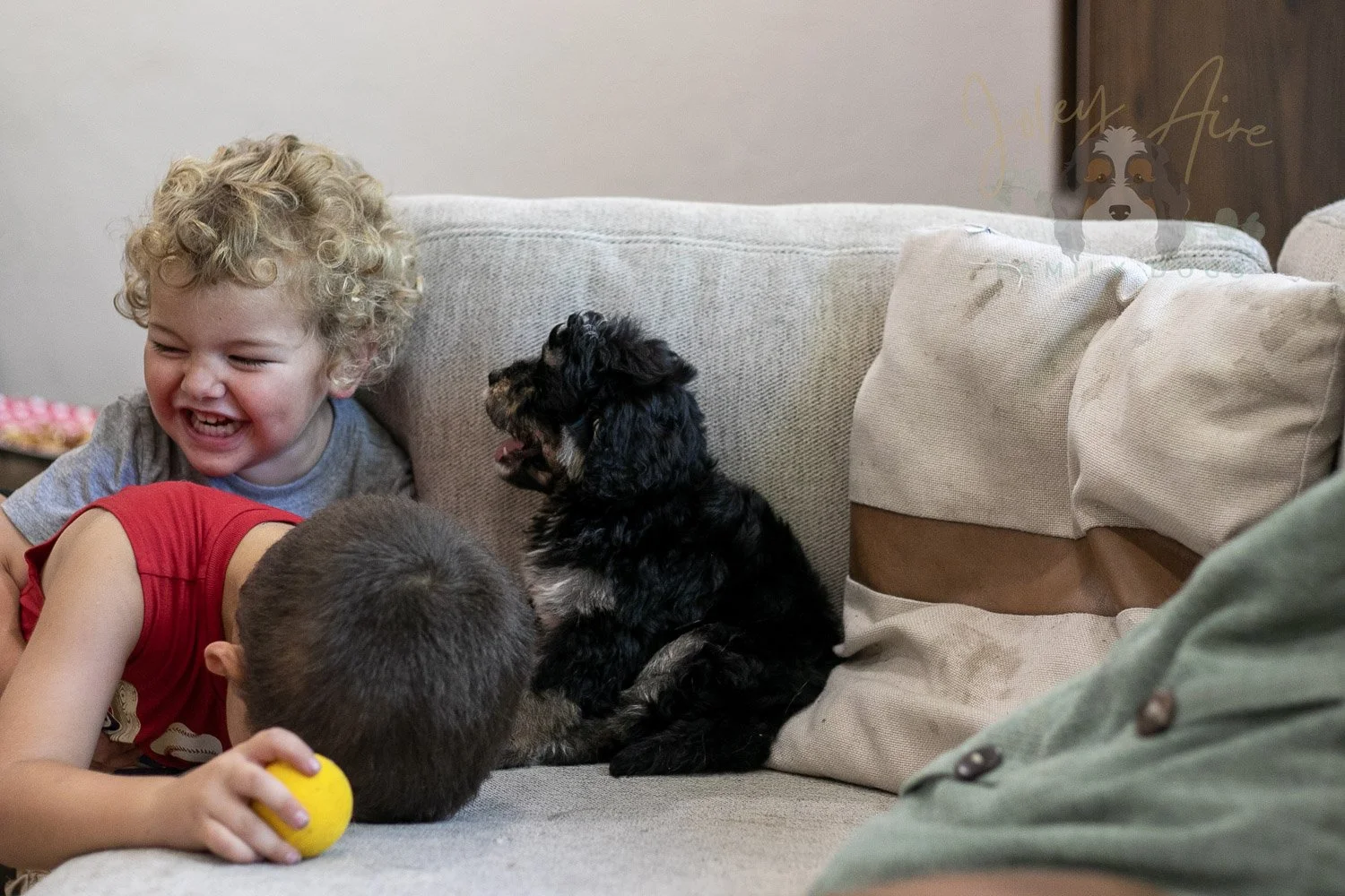 Georgia Bernedoodle Puppy-418.jpg