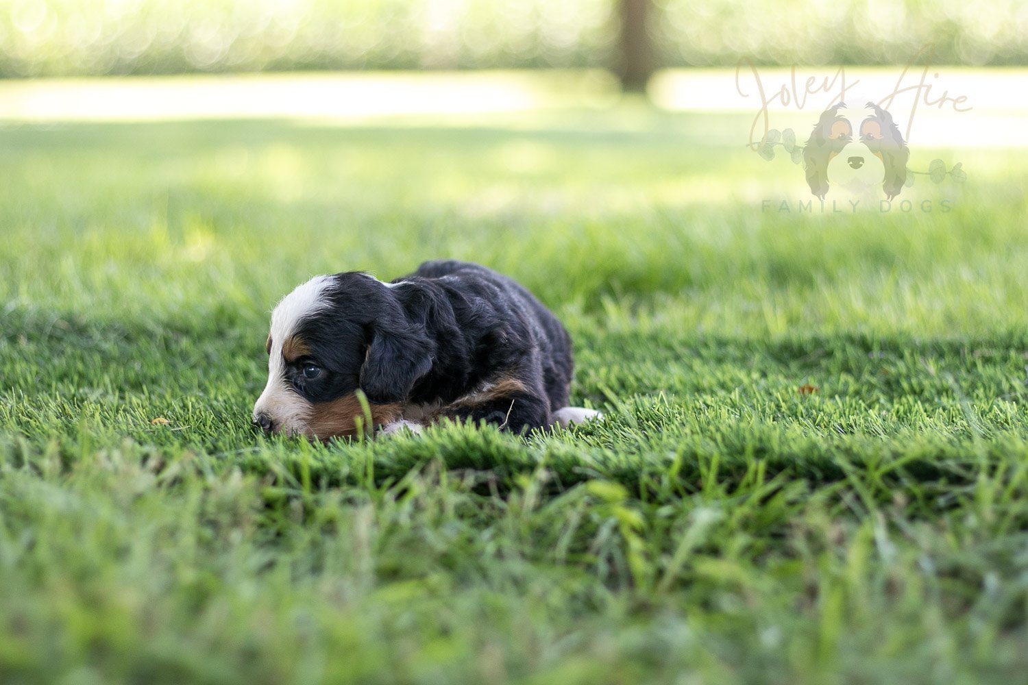Anne Shirley Bernedoodle Puppy-524.jpg