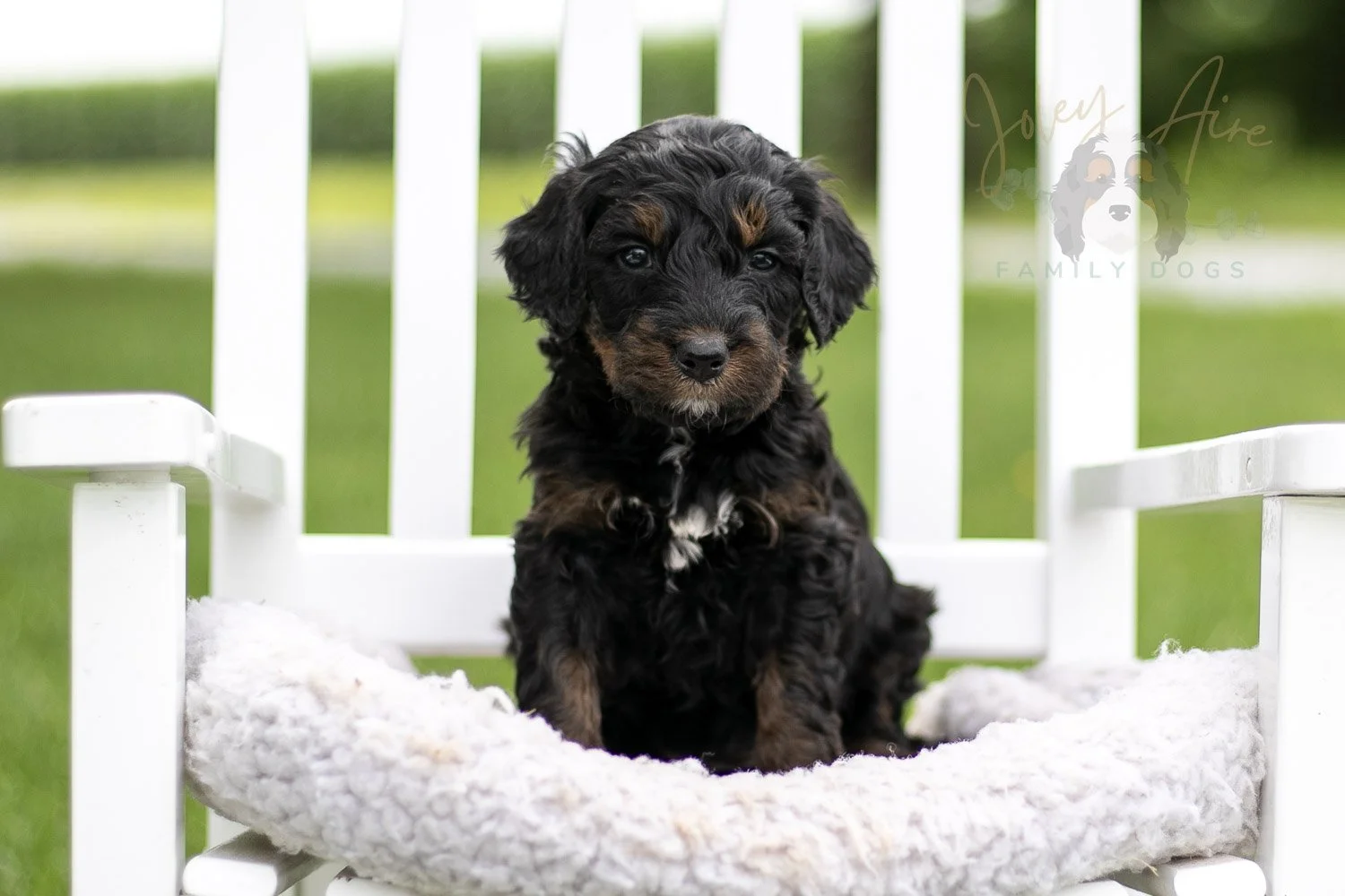 Acadia Bernedoodle Puppy-829.jpg