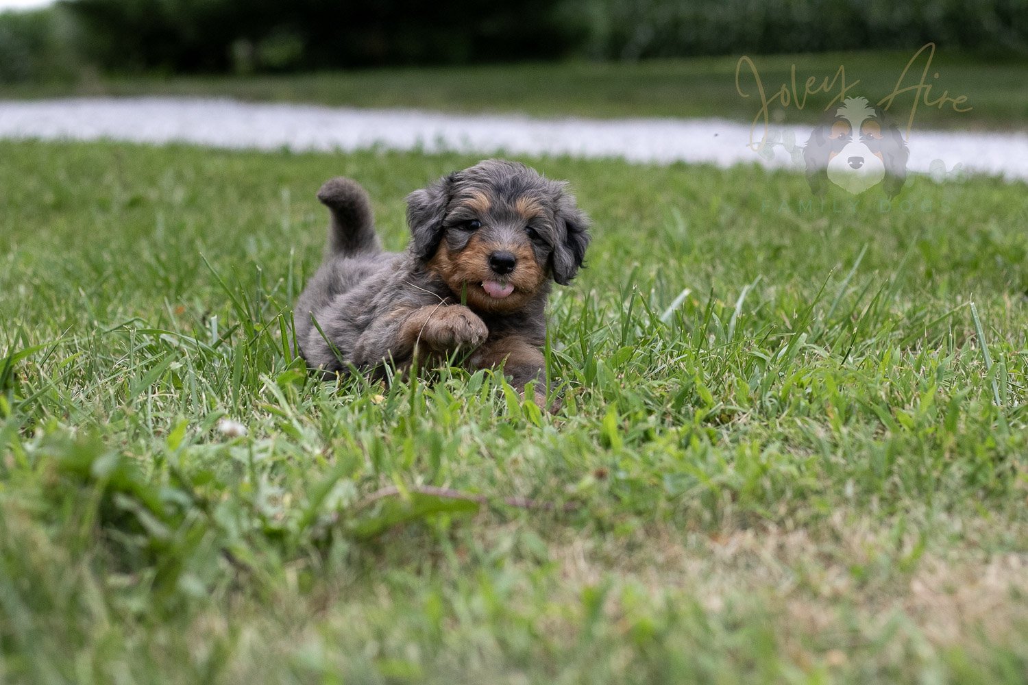 Josie Pye Bernedoodle Puppy-75.jpg