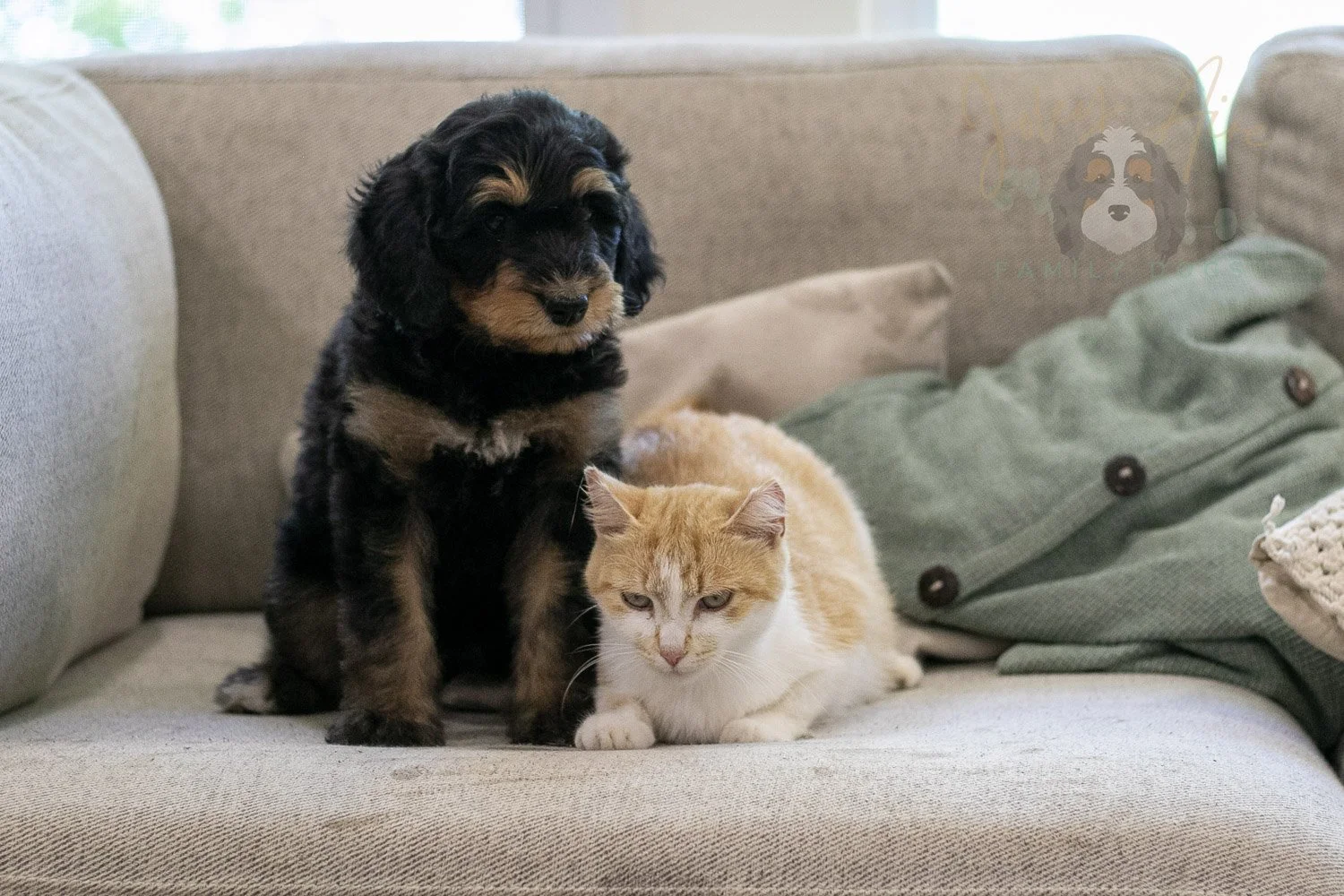 Mini Mae Bernedoodle Puppy-386.jpg