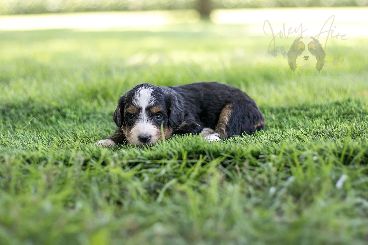 Diana Barry Bernedoodle Puppy-563.jpg