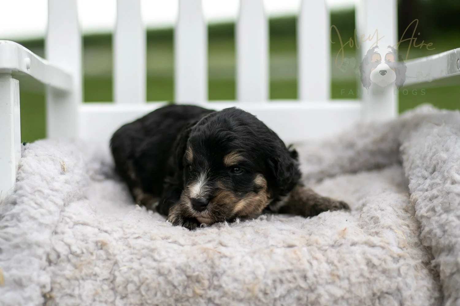 Da Vinci Bernedoodle Puppy-742.jpg