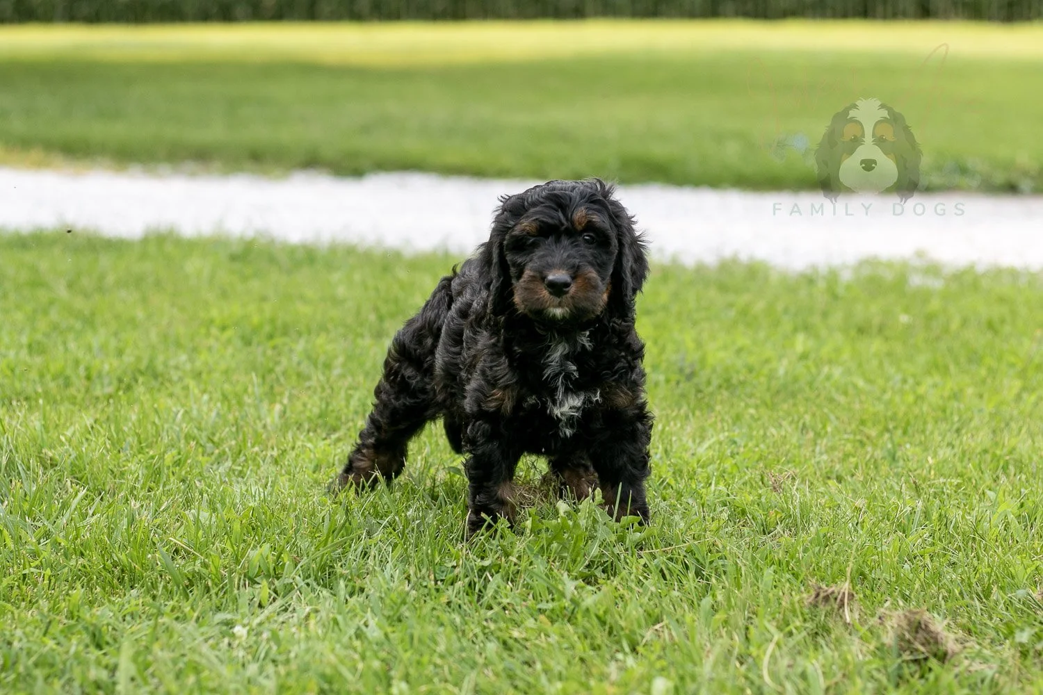 Denali Bernedoodle Puppy-97.jpg