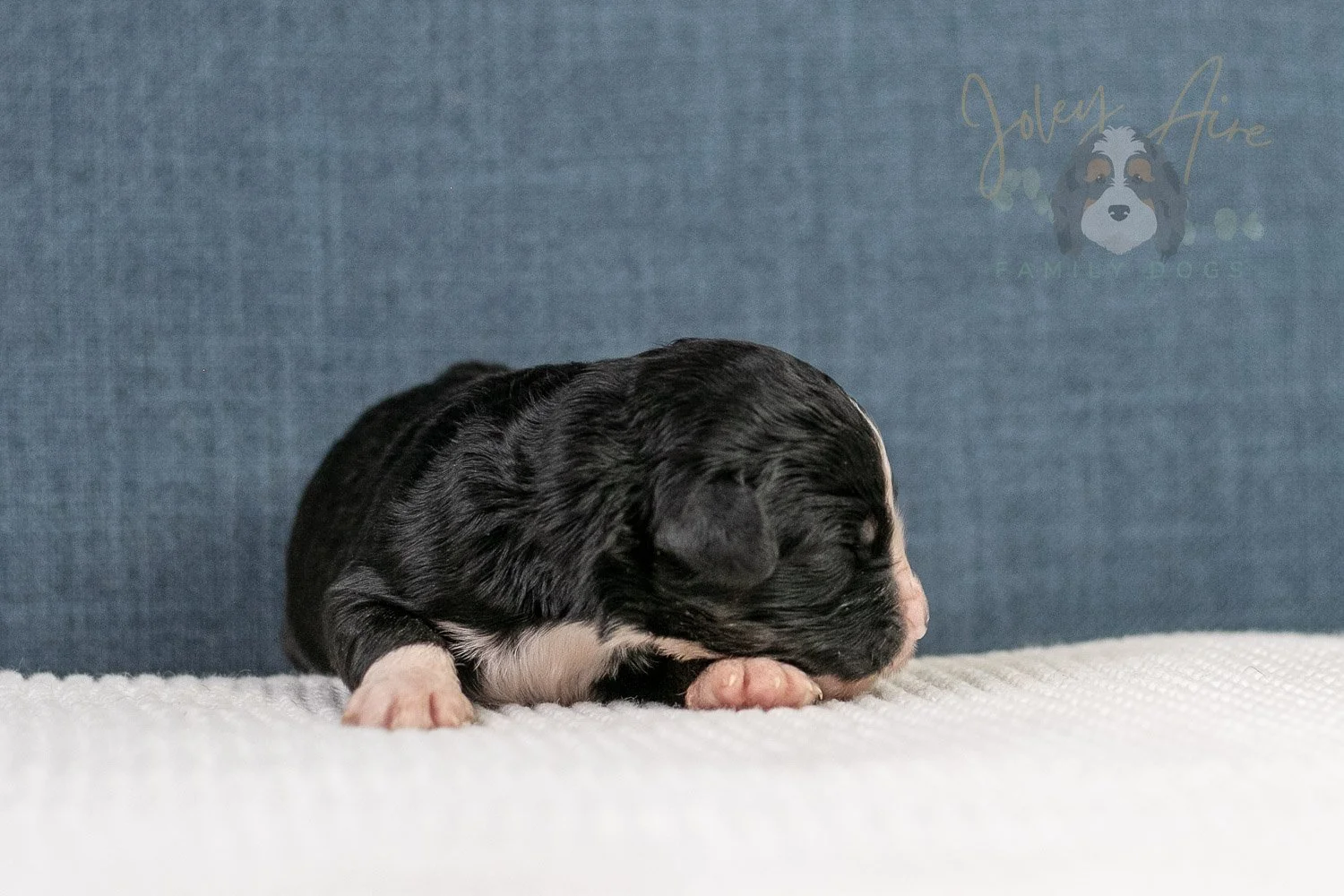 April Bernedoodle Puppy-06.jpg