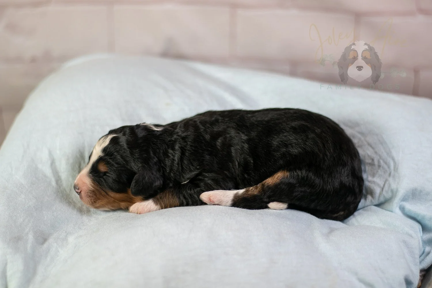 Diana Bernedoodle Puppy-48.jpg