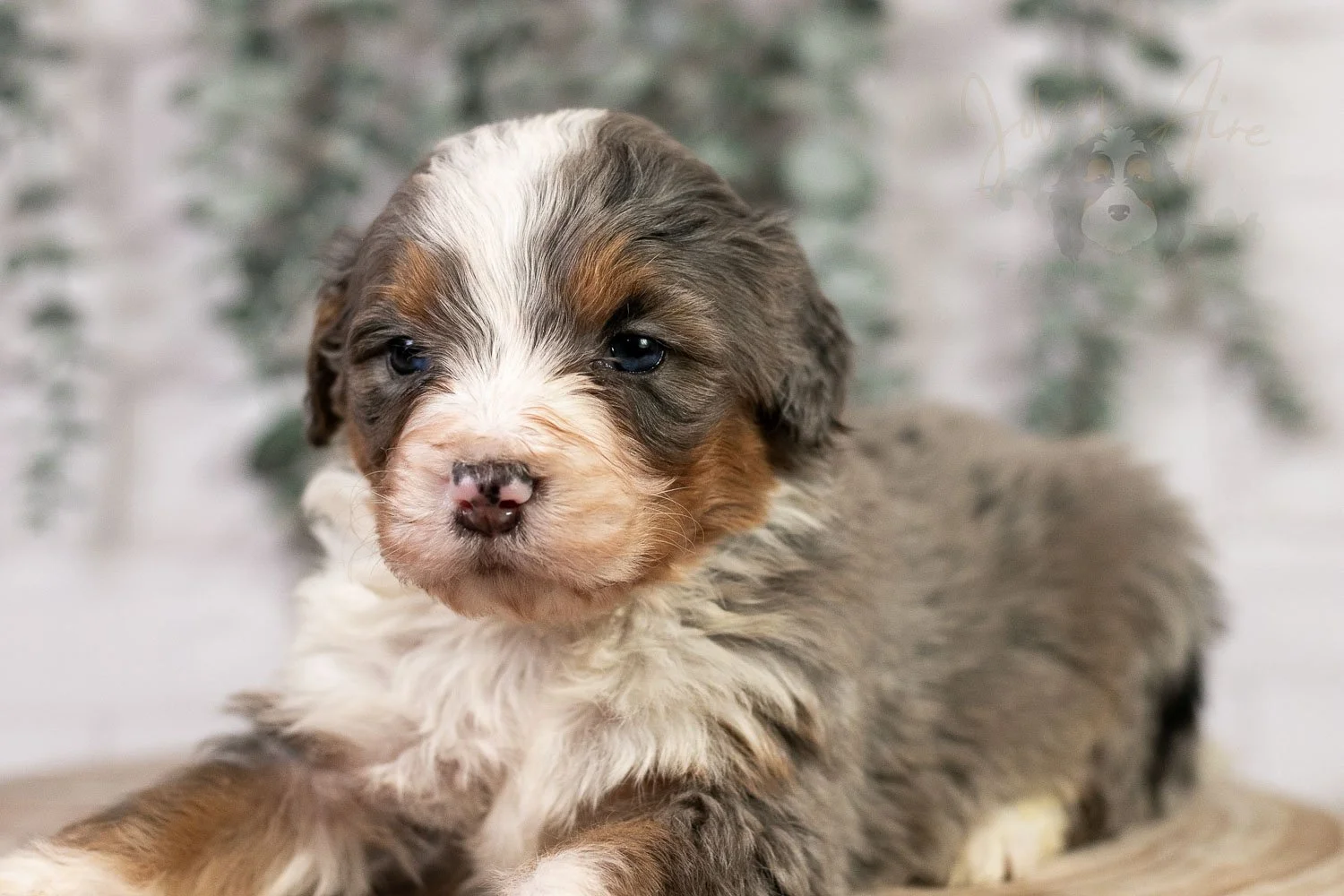 Bobsled 🔴 Reserved