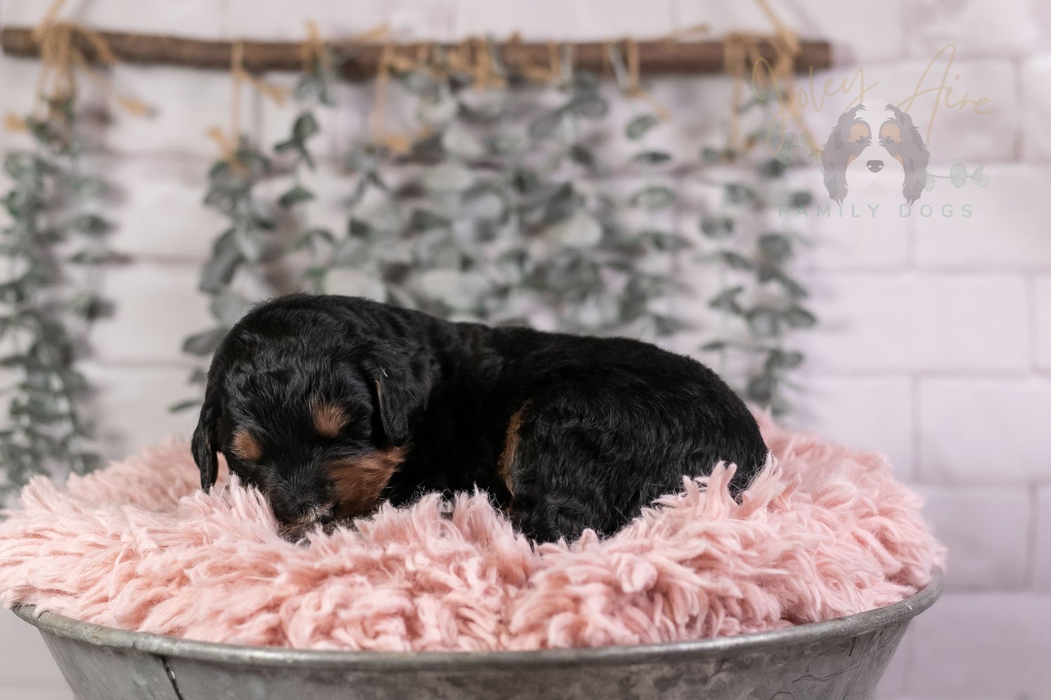 Banjo Bernedoodle Puppy-27.jpg