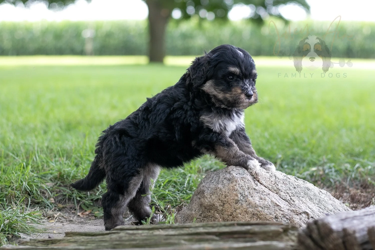 Georgia Bernedoodle Puppy-222.jpg