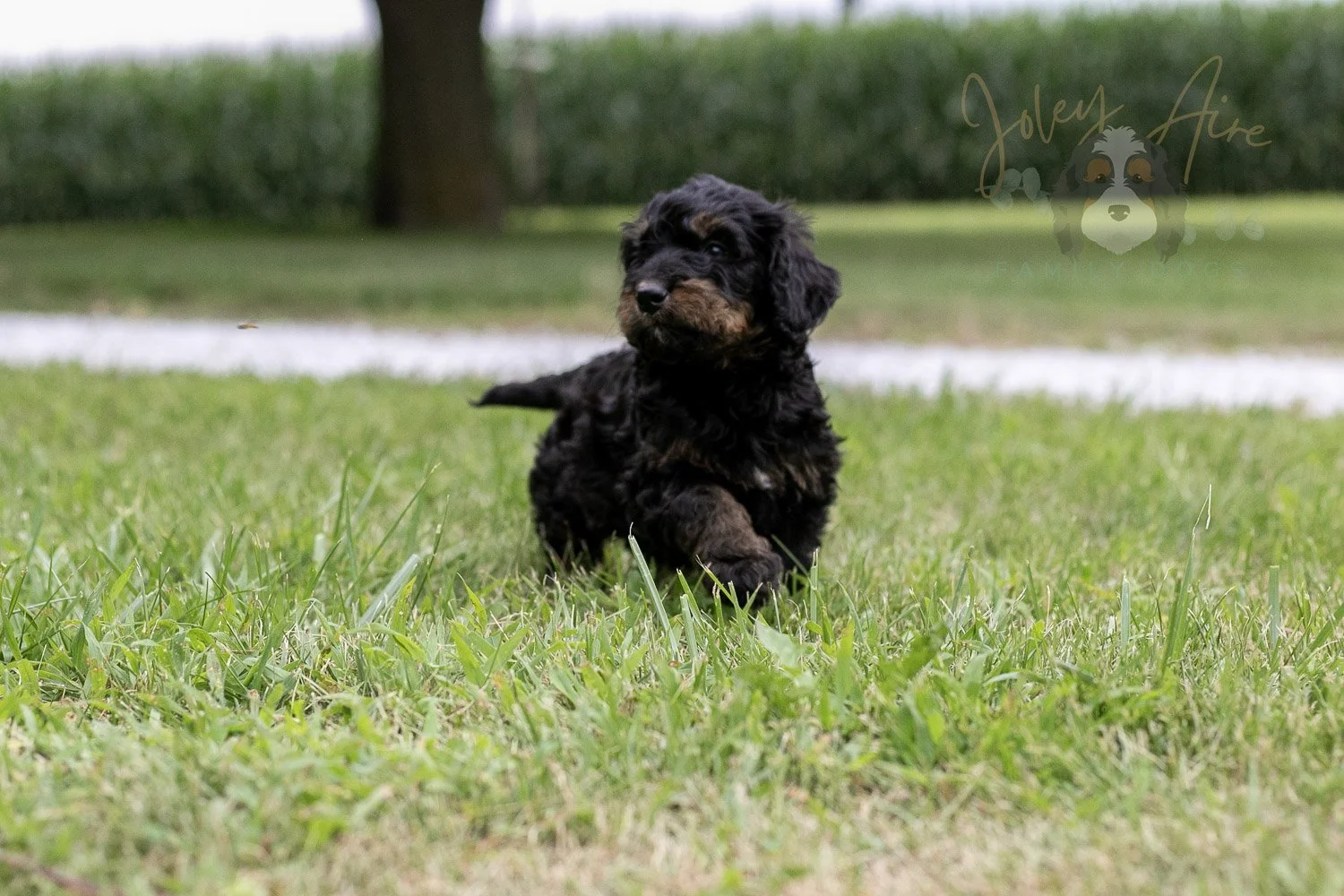Bryce Bernedoodle Puppy-68.jpg