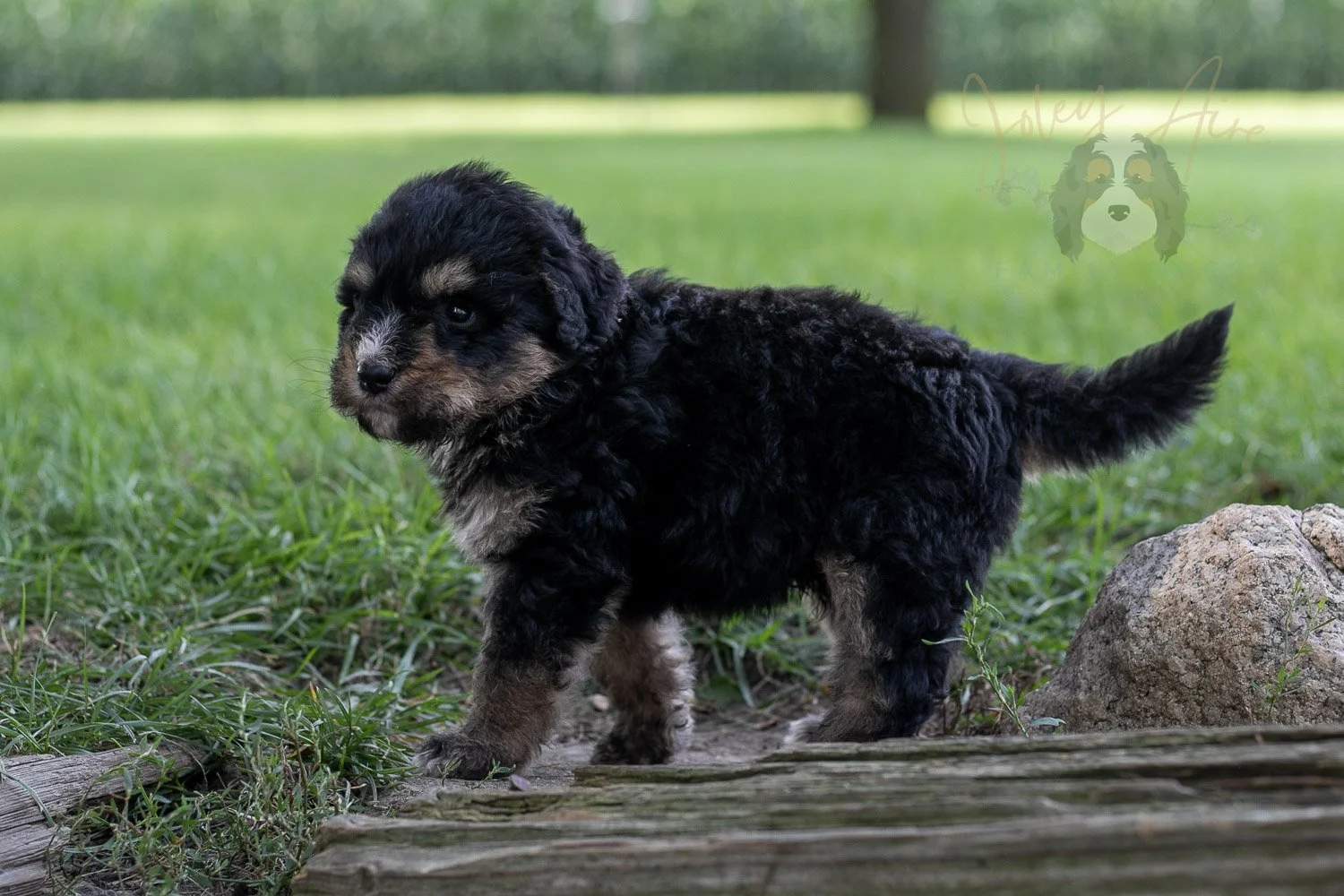 Da Vinci  Bernedoodle Puppy-189.jpg