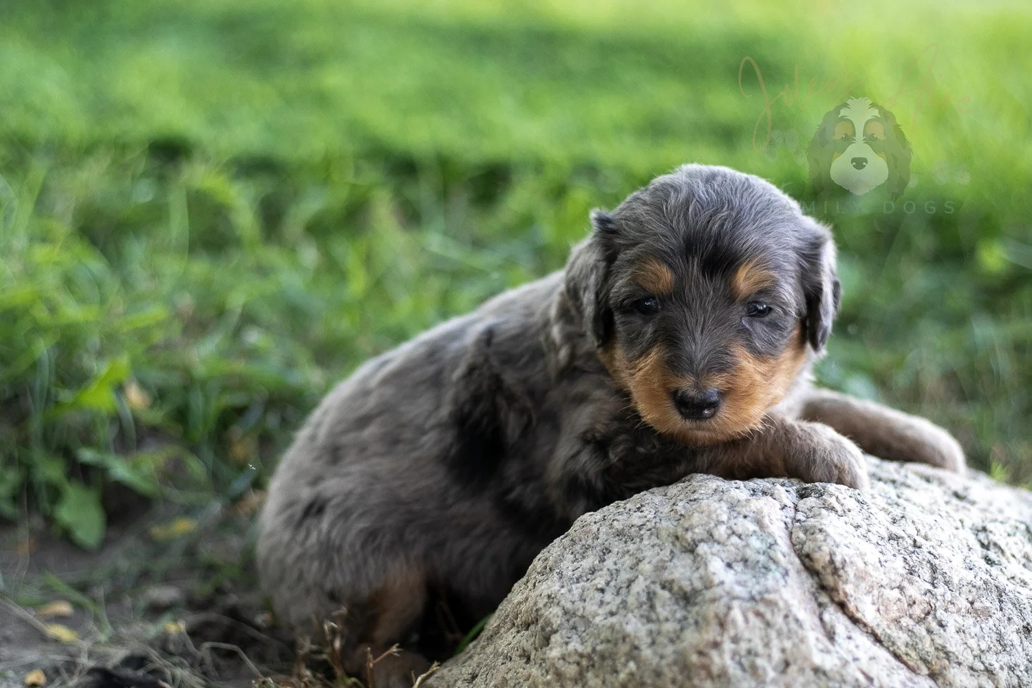 Josie Pye Bernedoodle Puppy-512.jpg