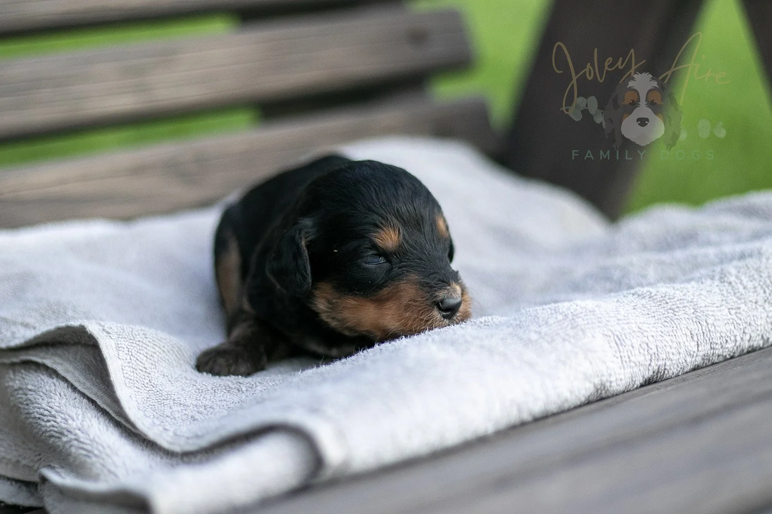 Mini Mae Bernedoodle Puppy-01.jpg