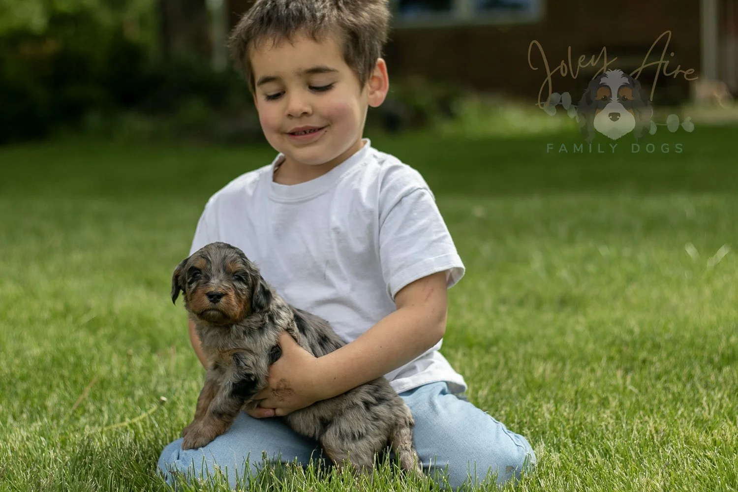 Ukelele Bernedoodle Puppy-29.jpg
