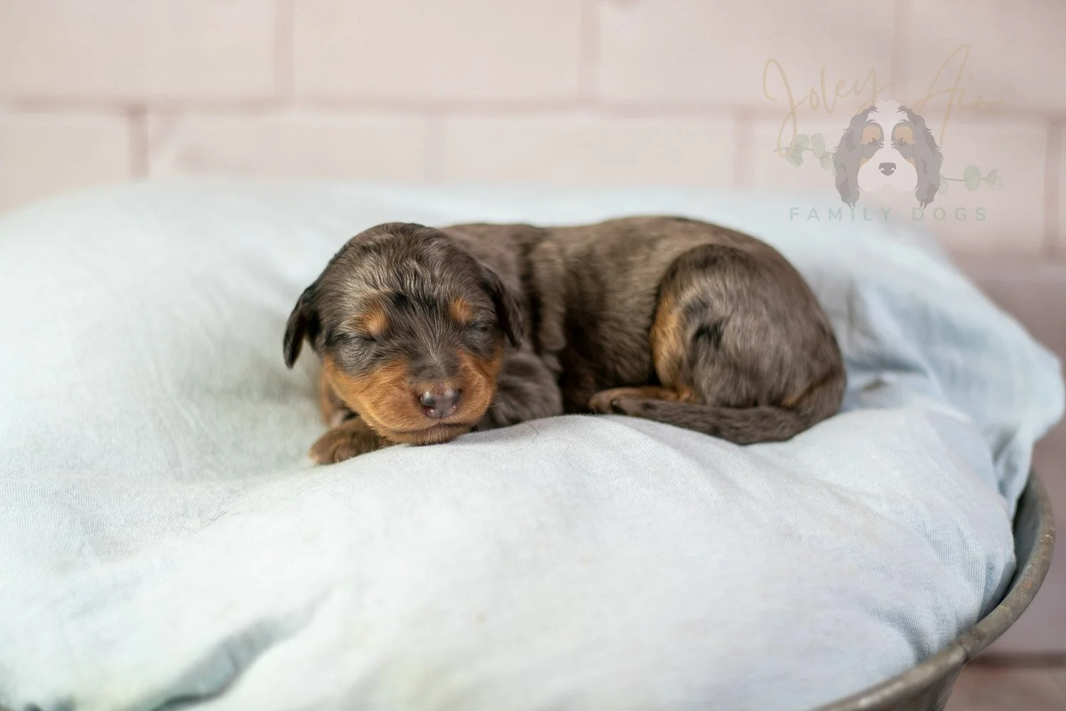 Josie Pye Bernedoodle Puppy-64.jpg