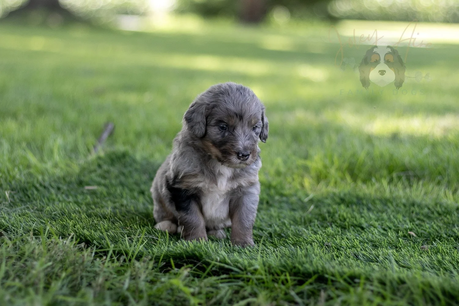 Matthew Cuthbert Bernedoodle Puppy-599.jpg