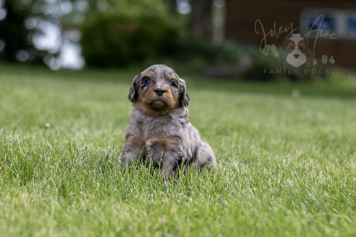 Ukelele Bernedoodle Puppy-32.jpg