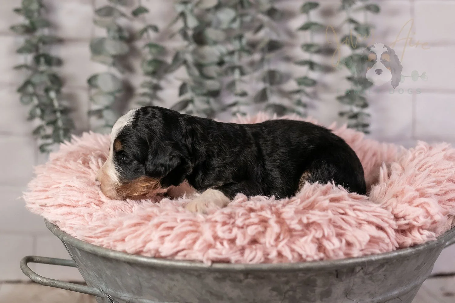 Harmonica Bernedoodle Puppy-17.jpg