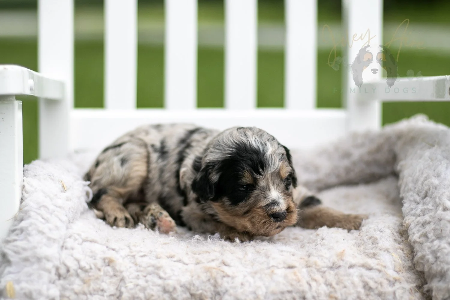 Frida Kahlo Bernedoodle Puppy-727.jpg