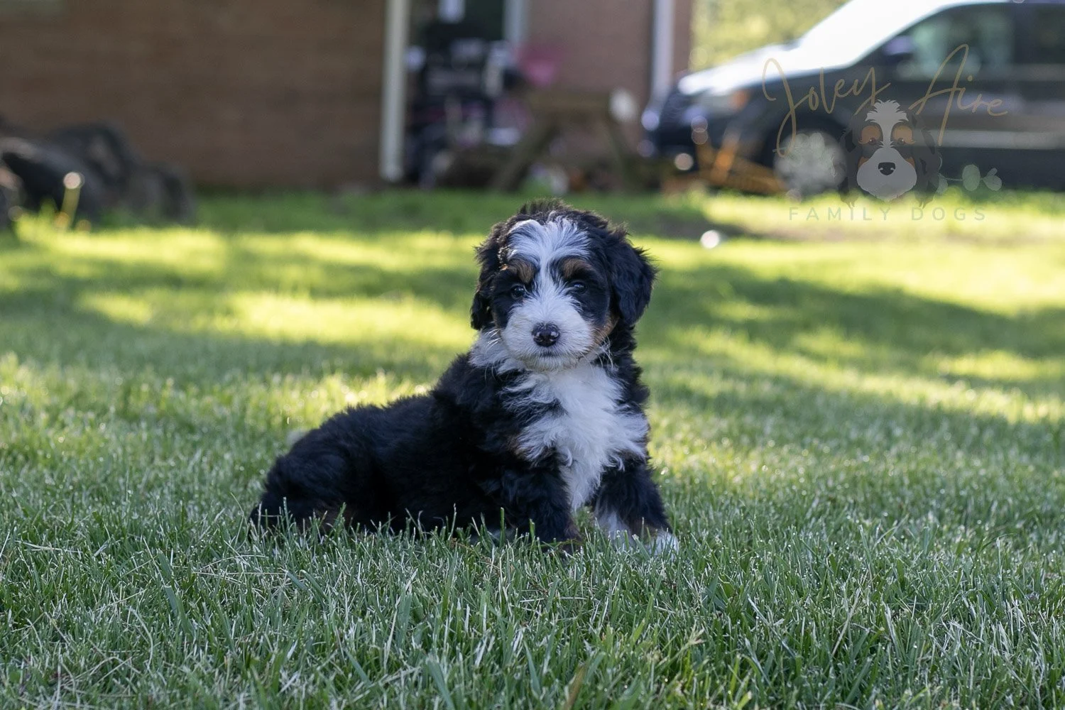 Harmonica Bernedoodle Puppy-6.jpg