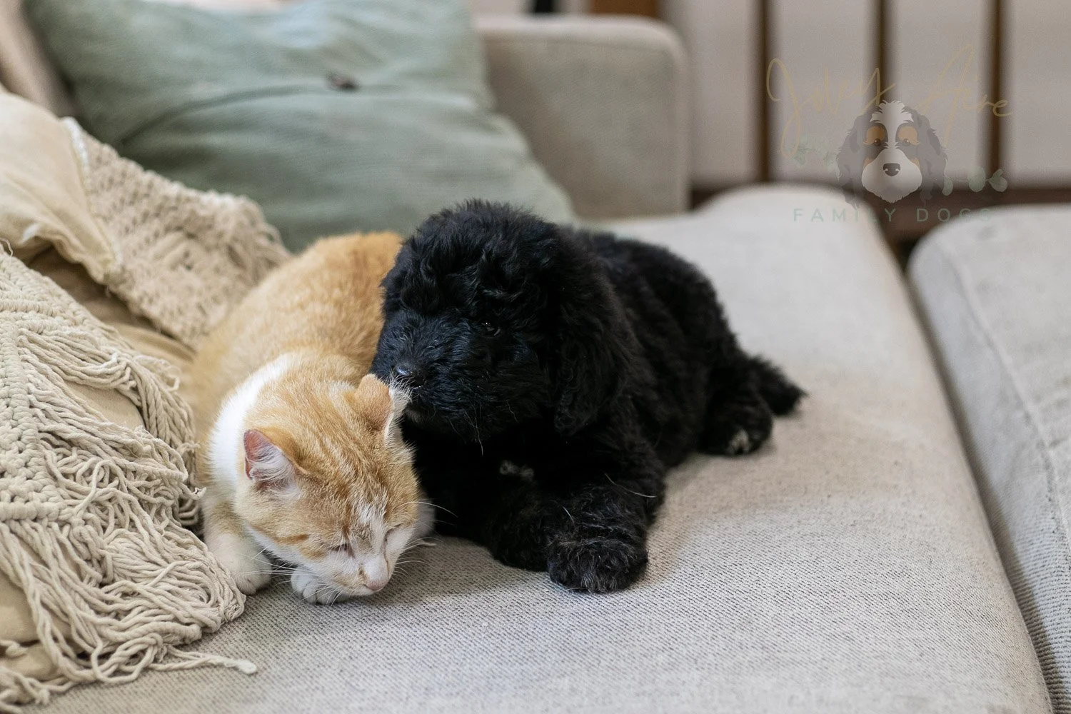 Claude Bernedoodle Puppy-241.jpg