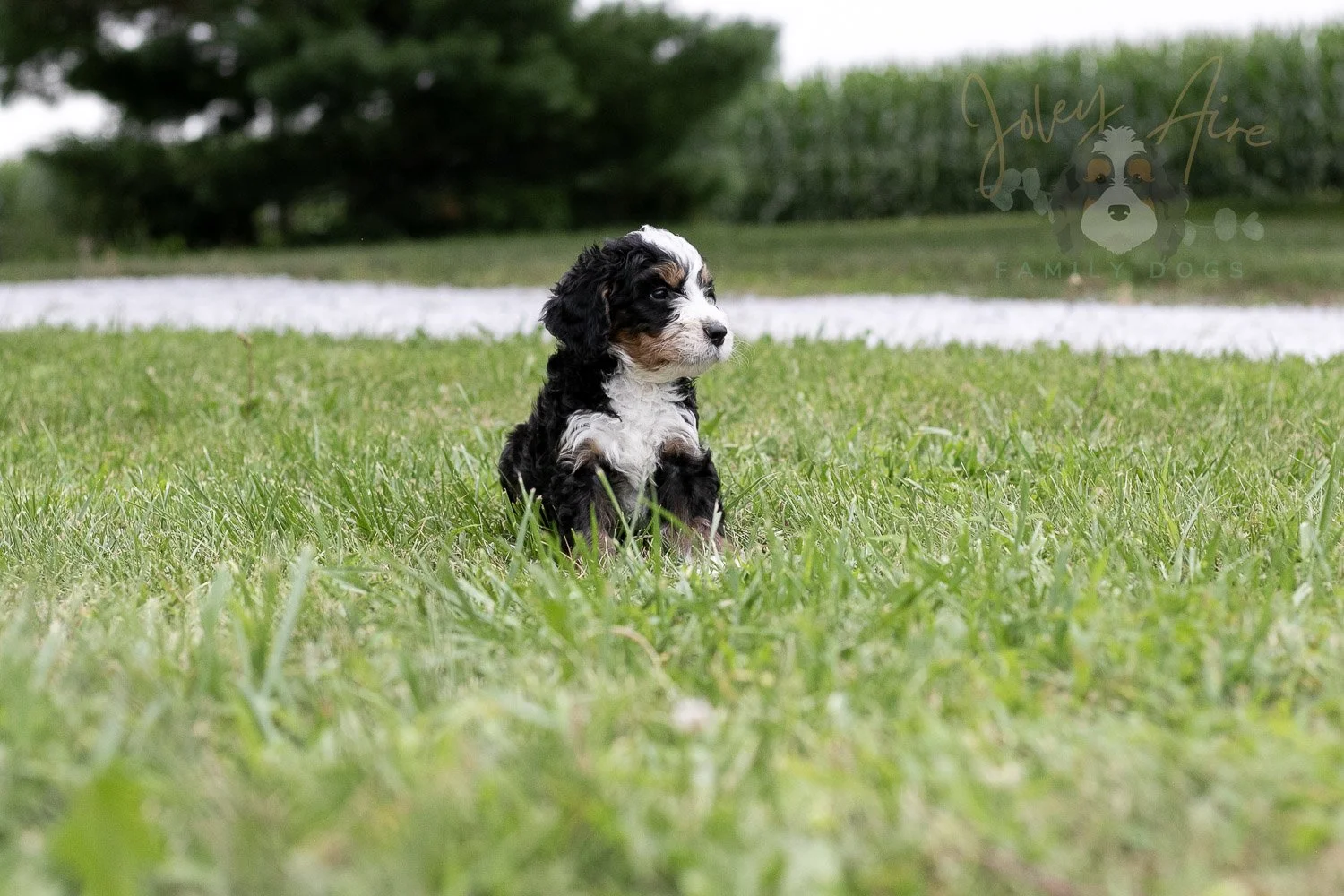 Yellowstone Bernedoodle Puppy-46.jpg