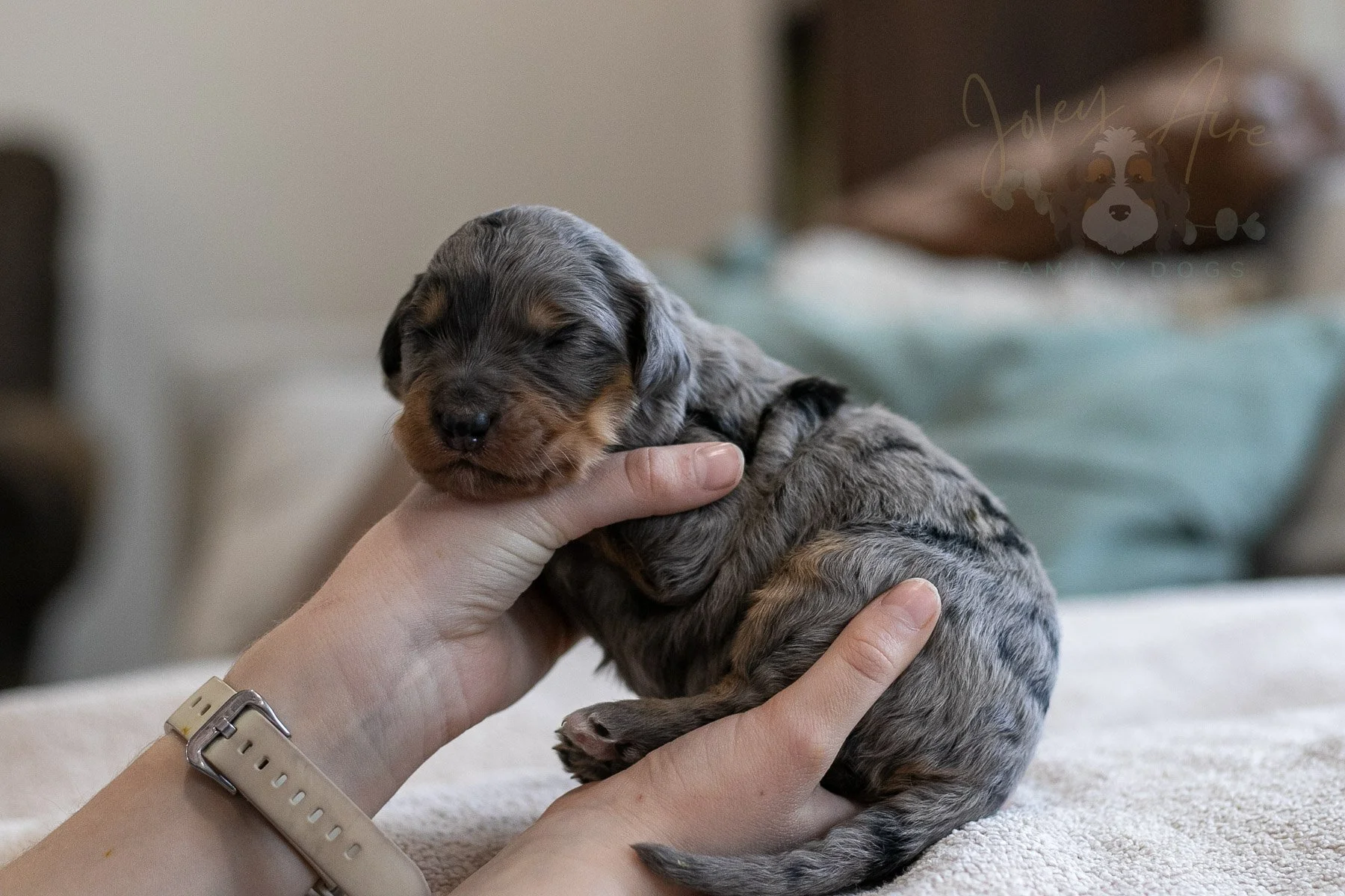Slalom - Phantom Merle Female Bernedoodle Puppy