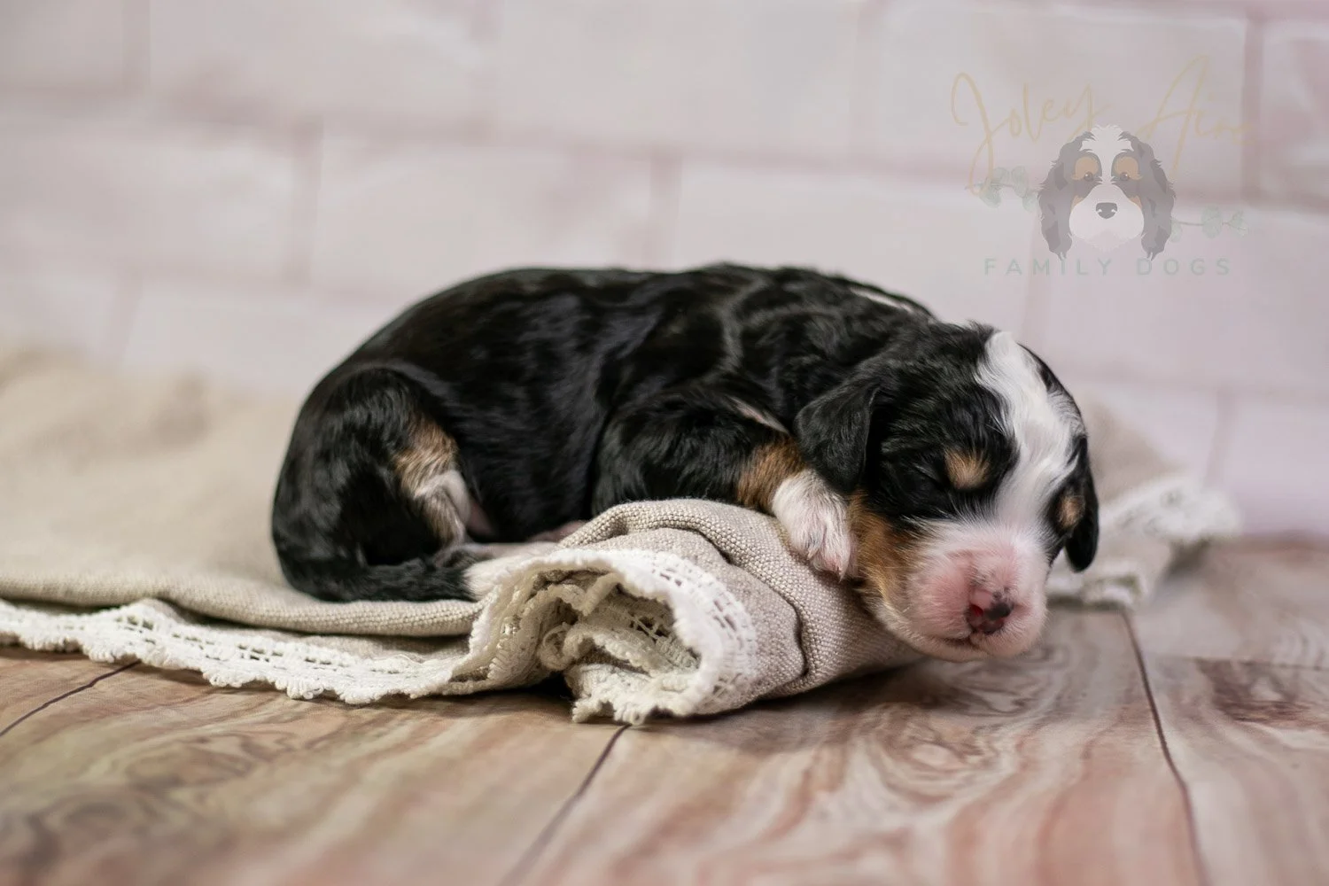 Yellowstone Bernedoodle Puppy-212.jpg