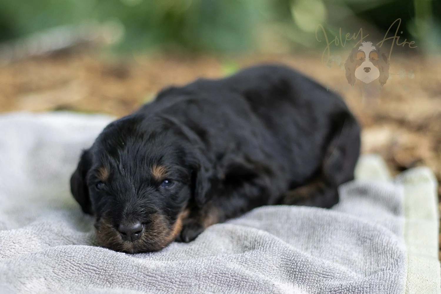 Olympic Bernedoodle Puppy-129.jpg