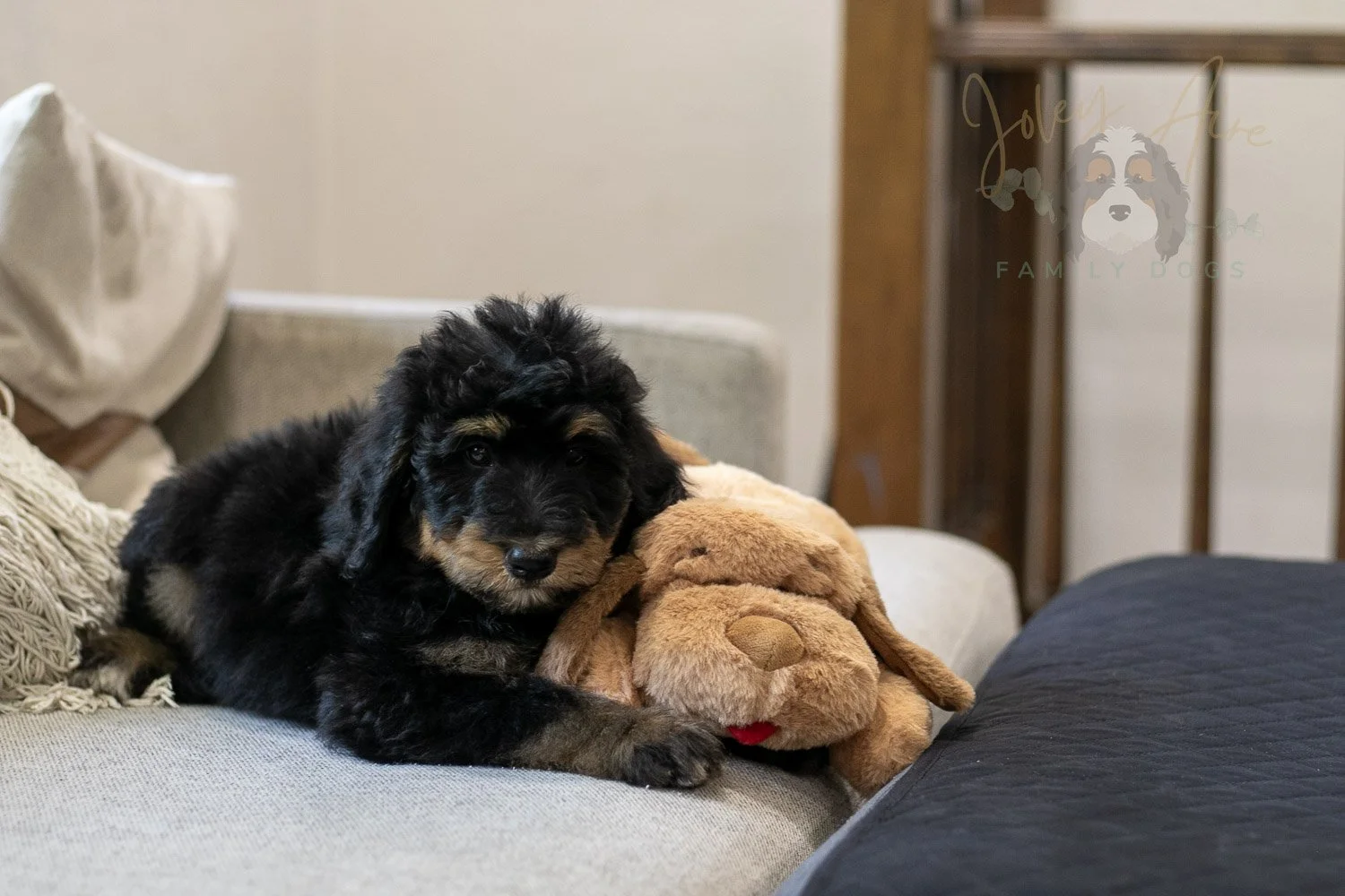 Gilbert Bernedoodle Puppy-331.jpg
