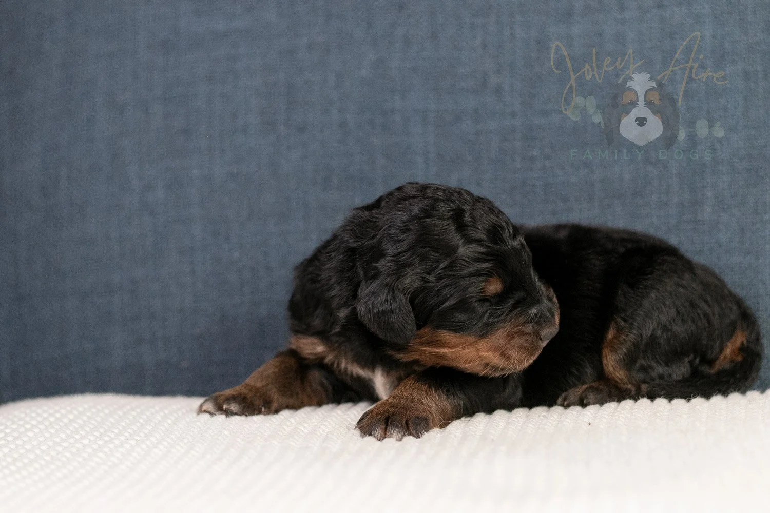 Amber Bernedoodle Puppy-12.jpg