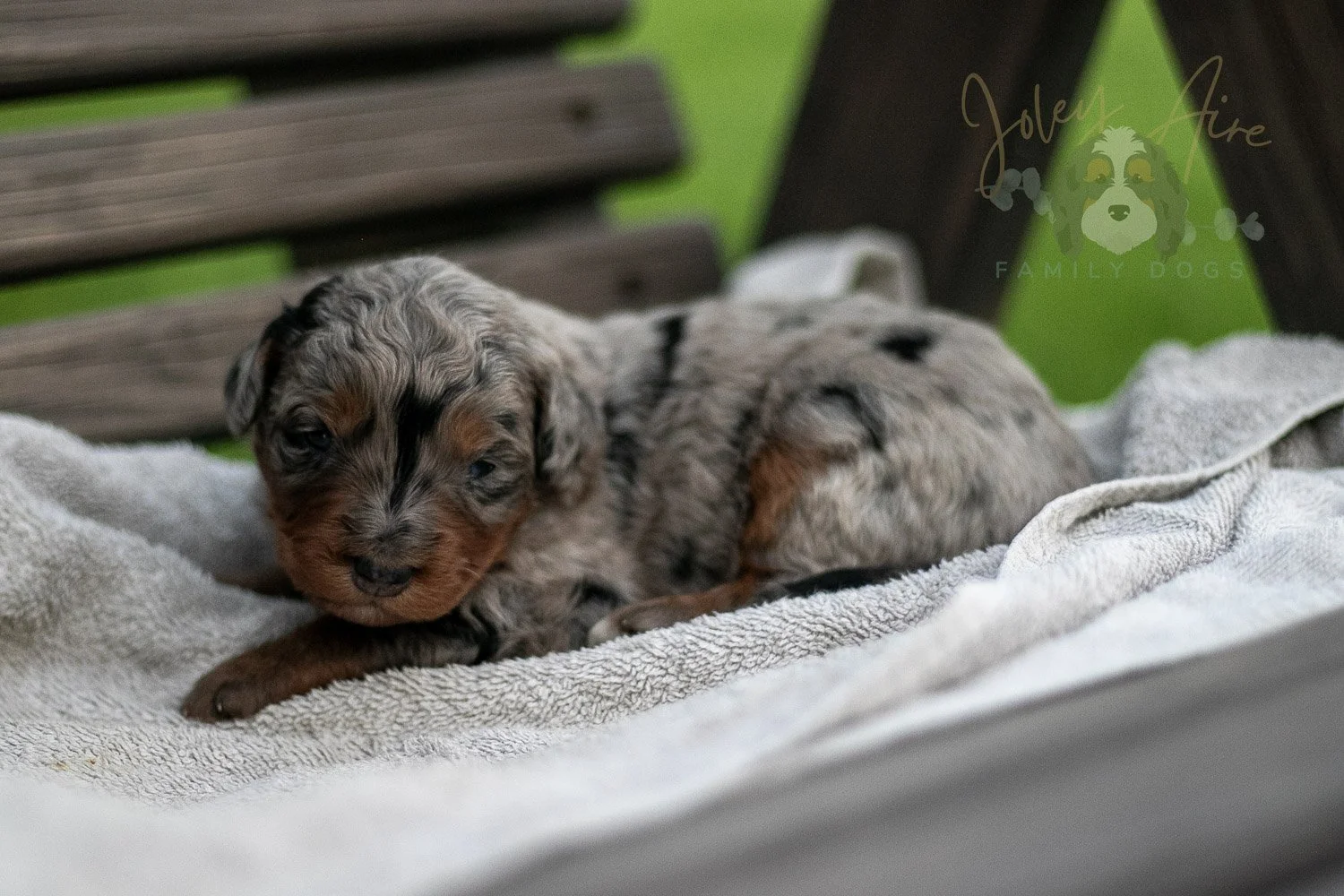 Marilla Cuthbert Bernedoodle Puppy-67.jpg