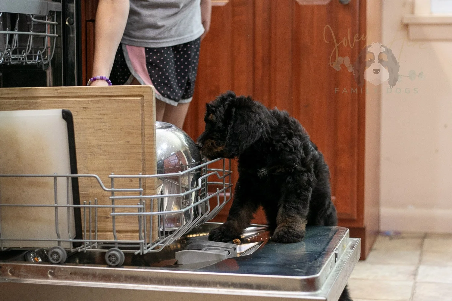 Olympic Bernedoodle Puppy-481.jpg