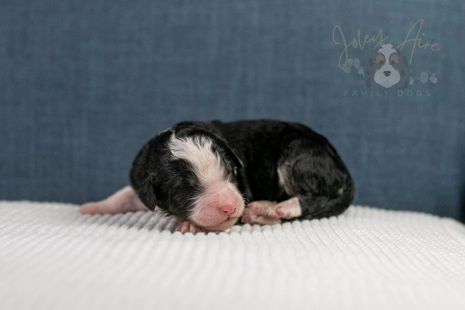 Auggie Bernedoodle Puppy-58.jpg