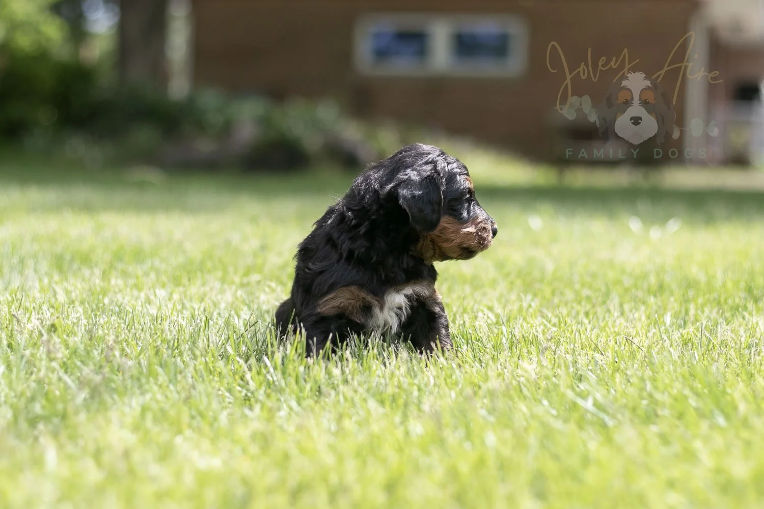 Banjo Bernedoodle Puppy-36.jpg