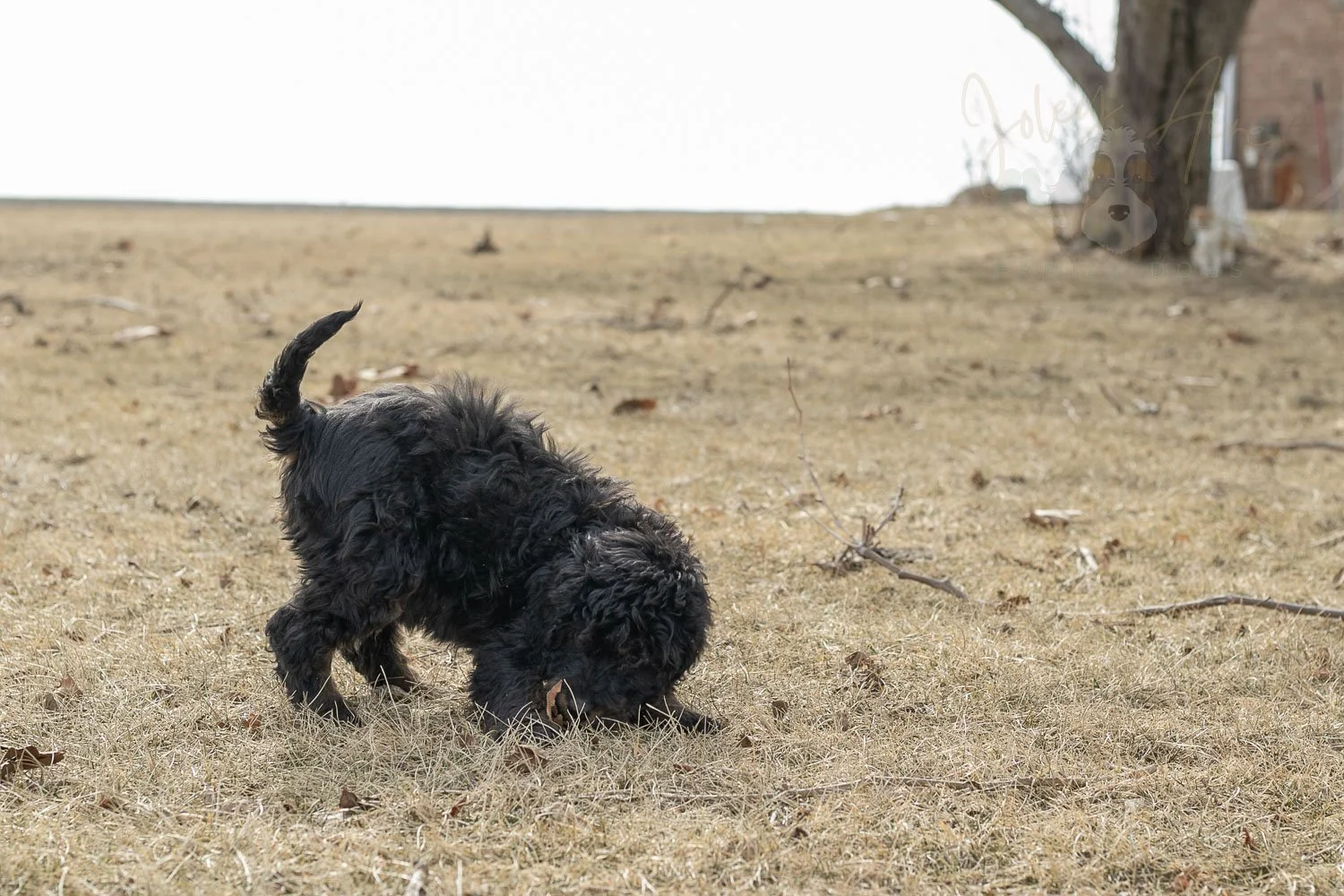 Aurora Bernedoodle Puppy-13.jpg