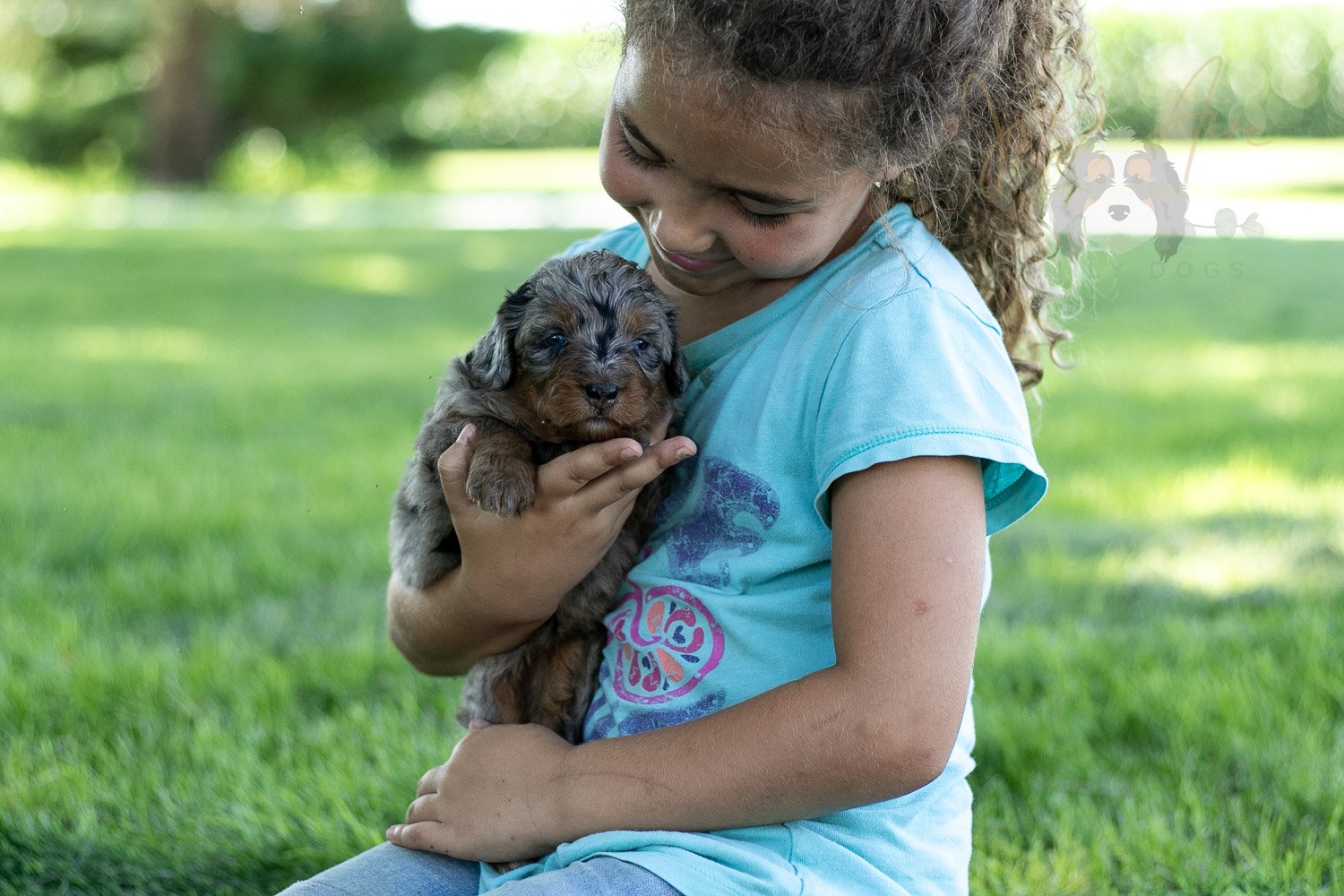 Marilla Cuthbert Bernedoodle Puppy-475.jpg