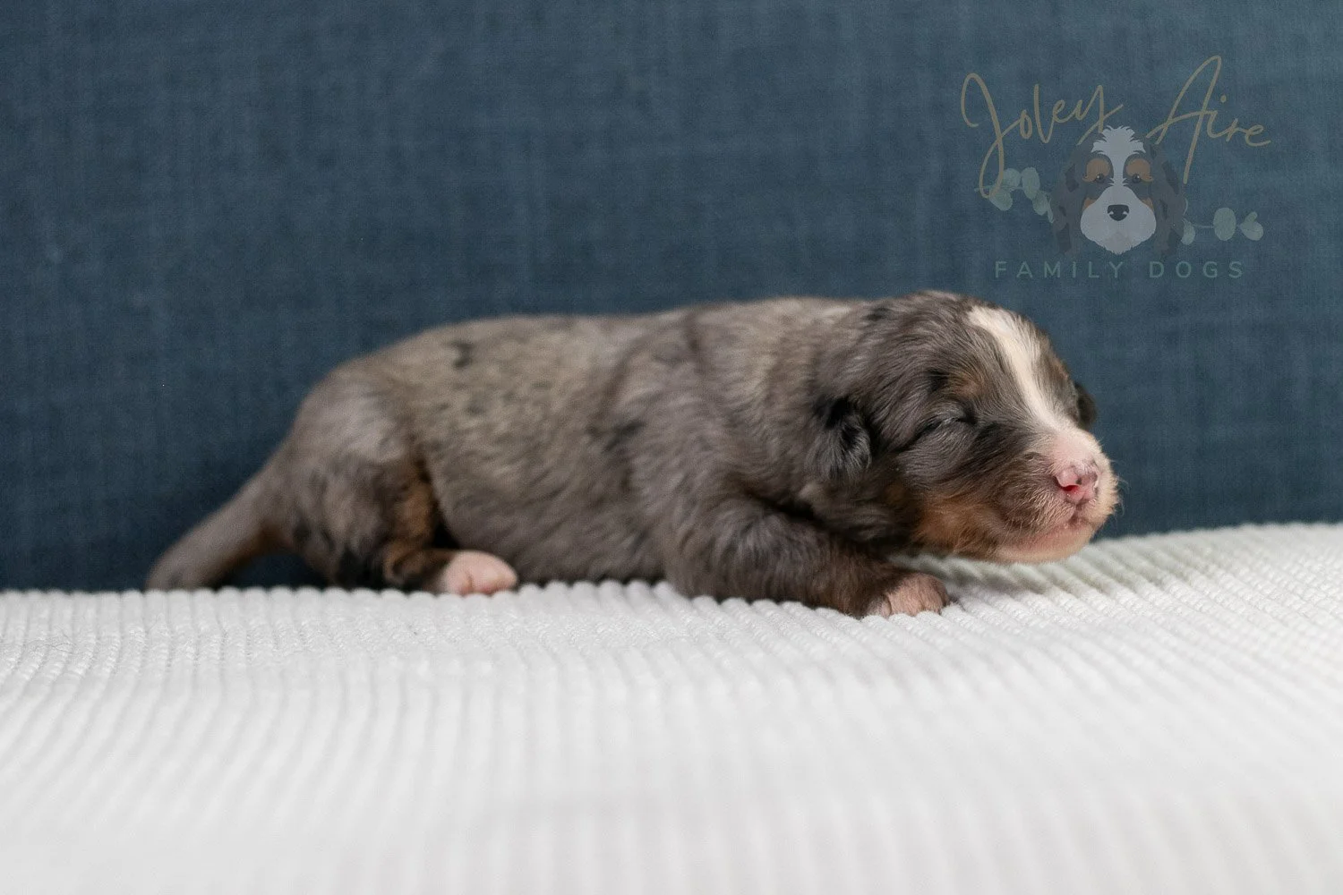 Alex Bernedoodle Puppy-48.jpg