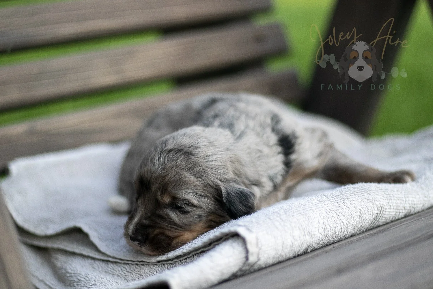 Matthew Cuthbert Bernedoodle Puppy-23.jpg