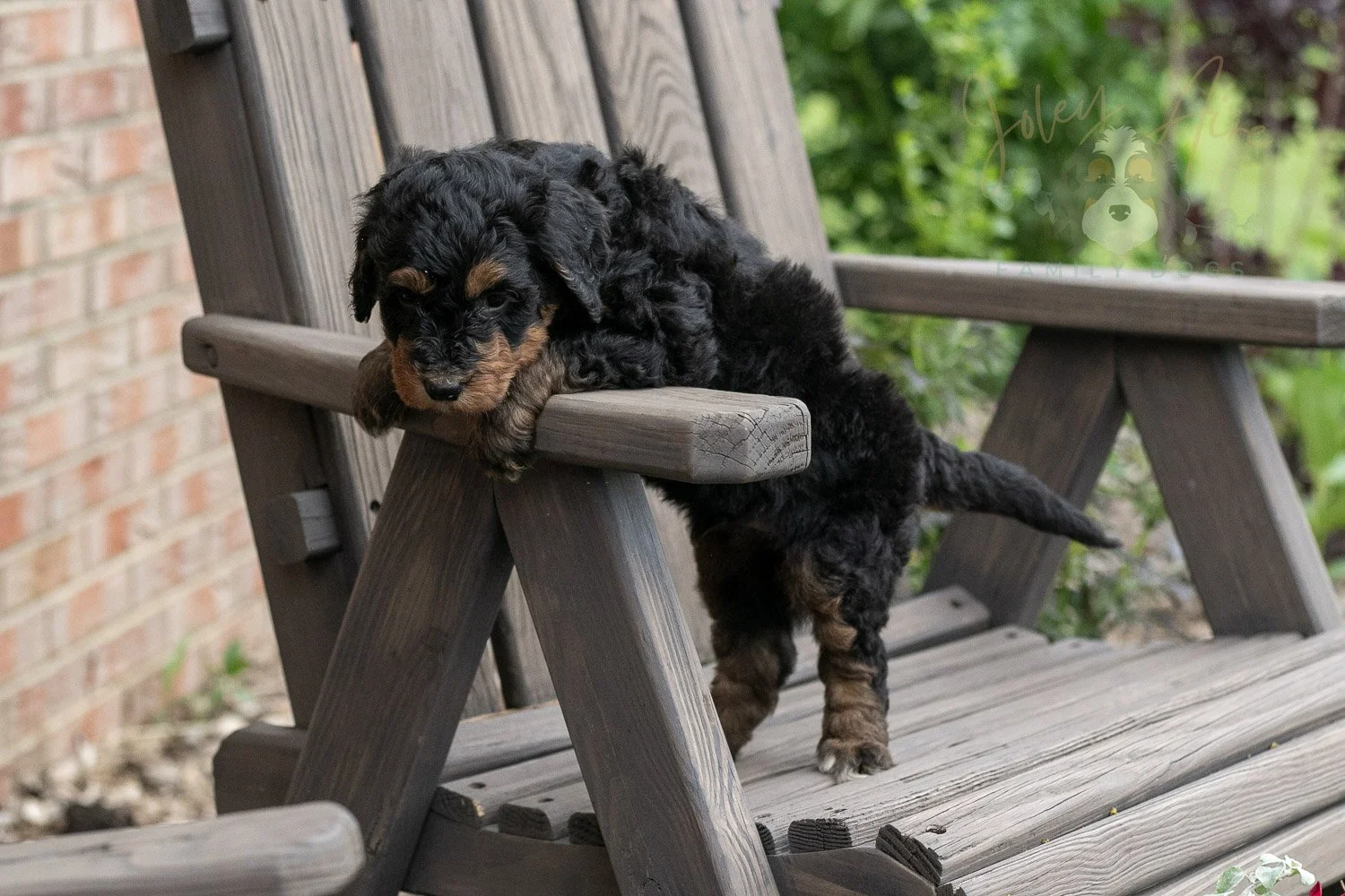 Banjo Bernedoodle Puppy-17.jpg
