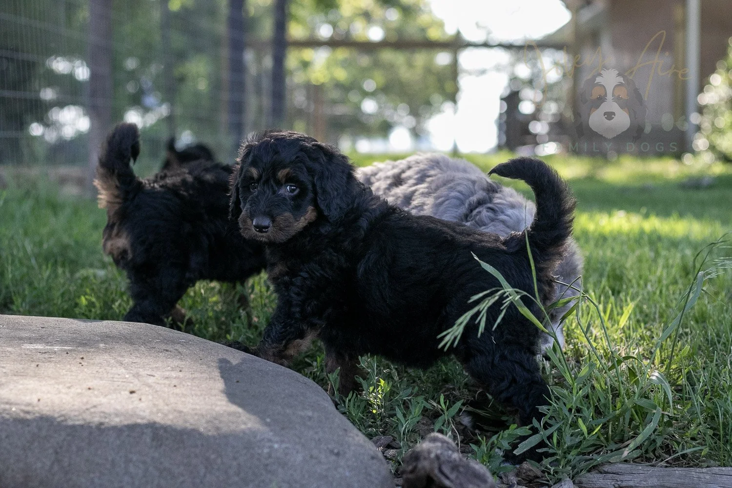 Piano Bernedoodle Puppy-27.jpg