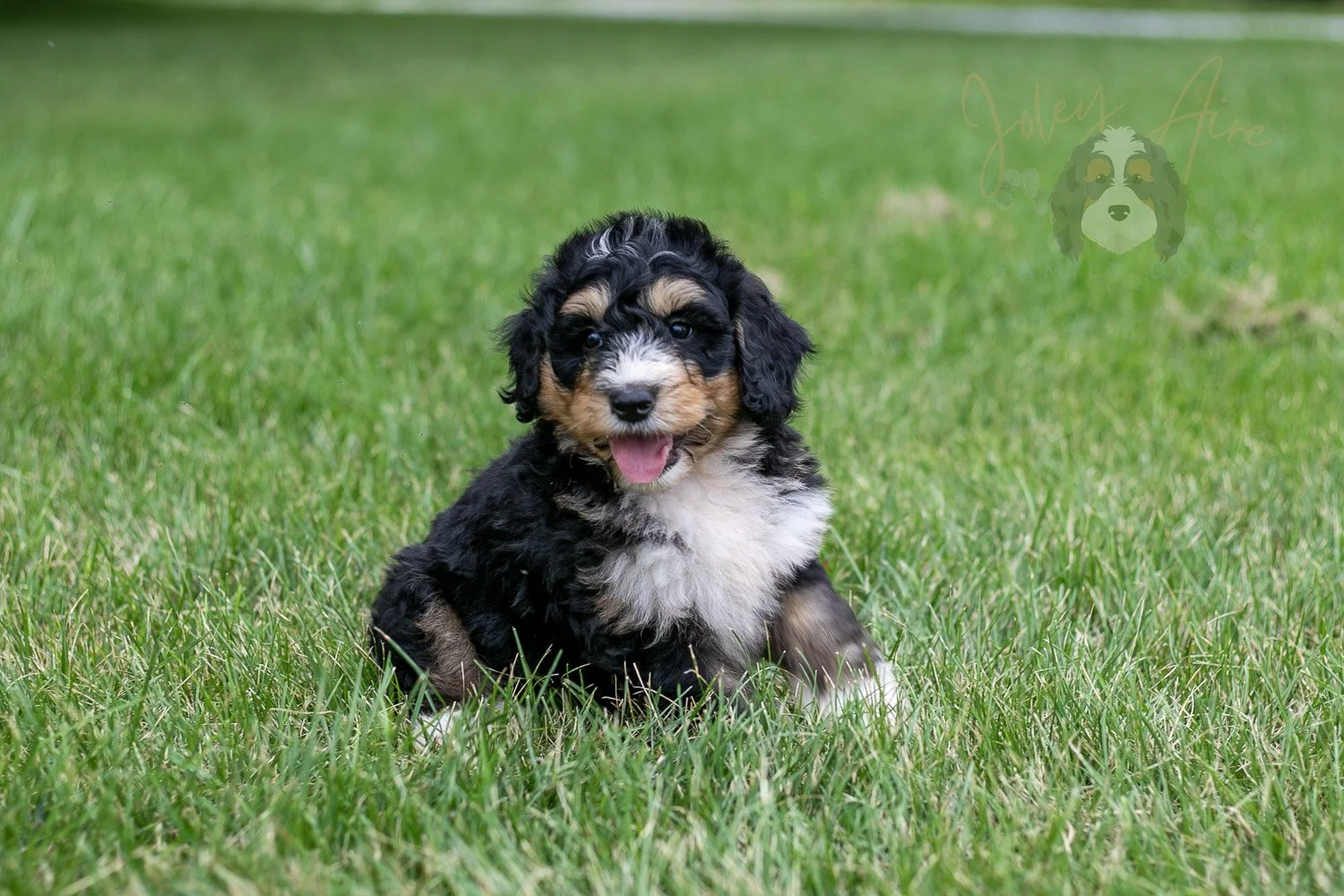 Walter Bernedoodle Puppy-23.jpg