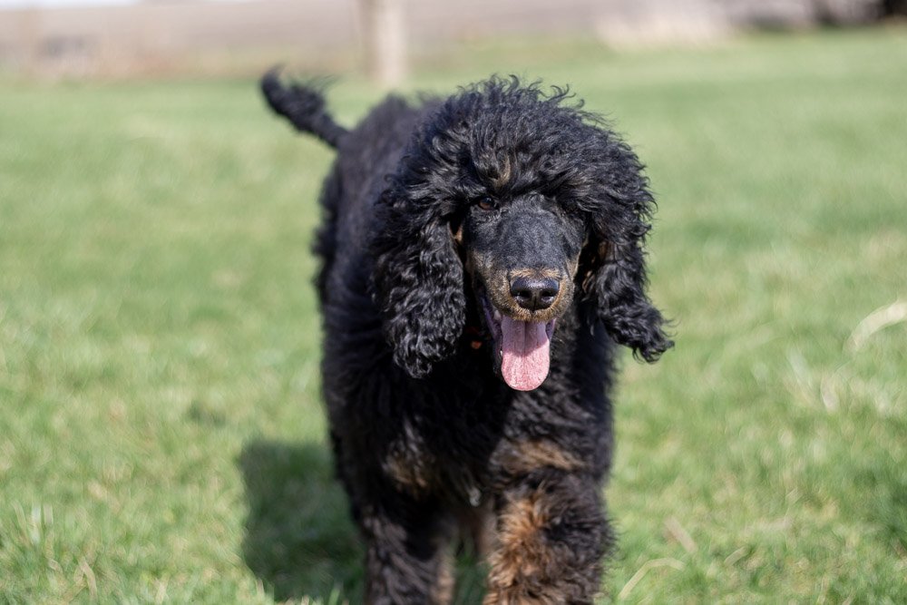 Pixie 5 months old-27.jpg