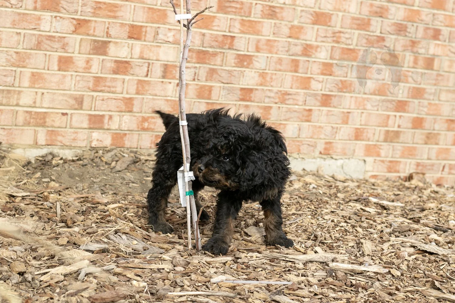 Aurora Bernedoodle Puppy-16.jpg