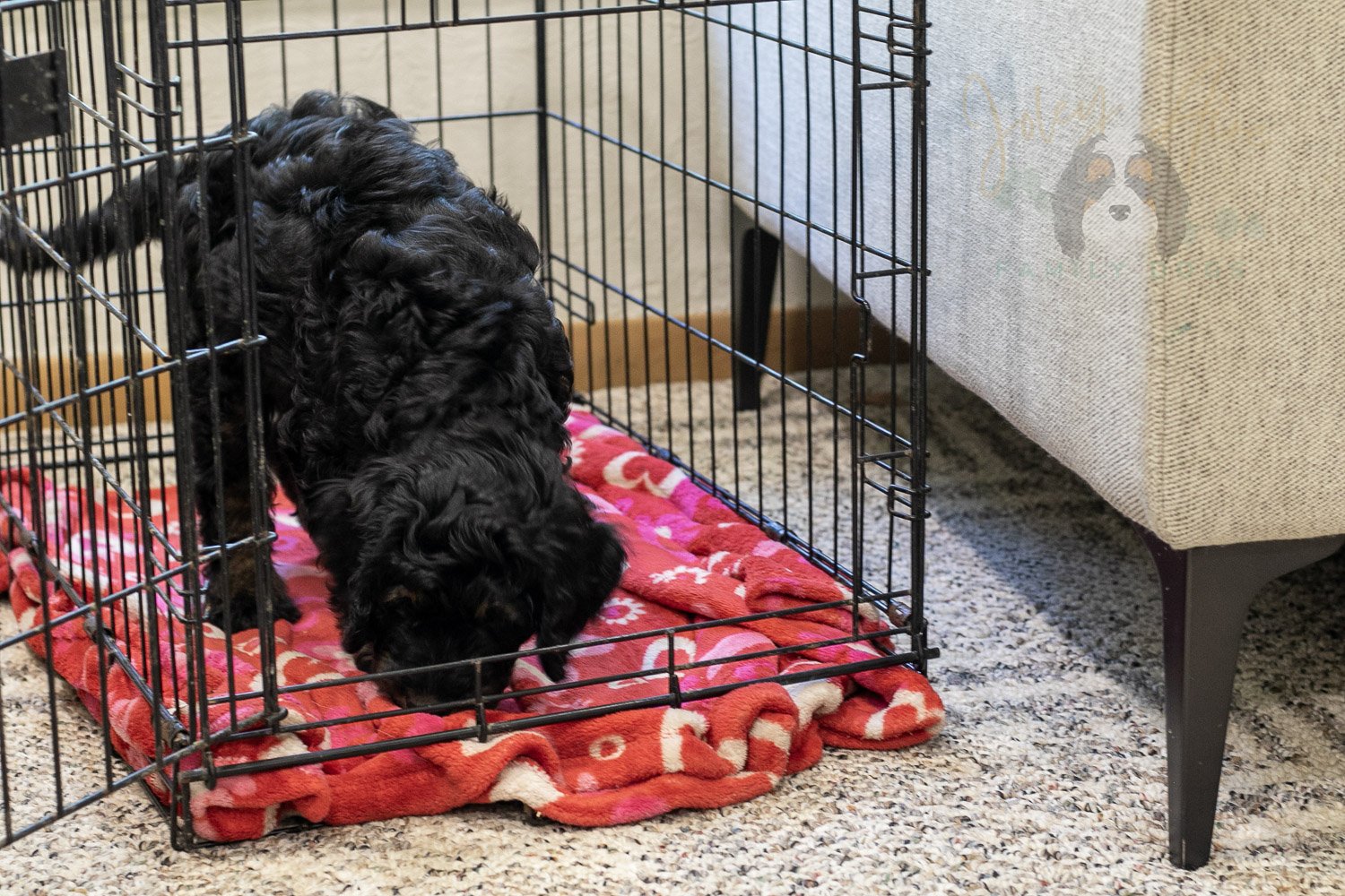Denali Bernedoodle Puppy-561.jpg