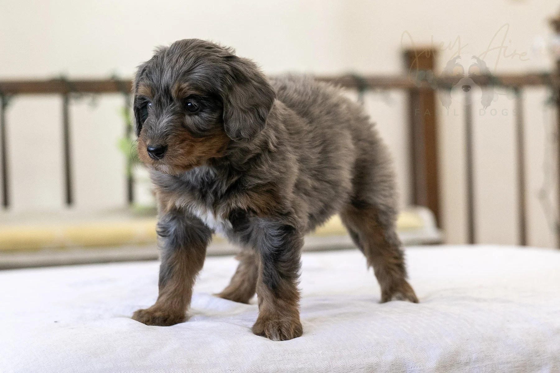 Eiger Bernedoodle Puppy-10.jpg