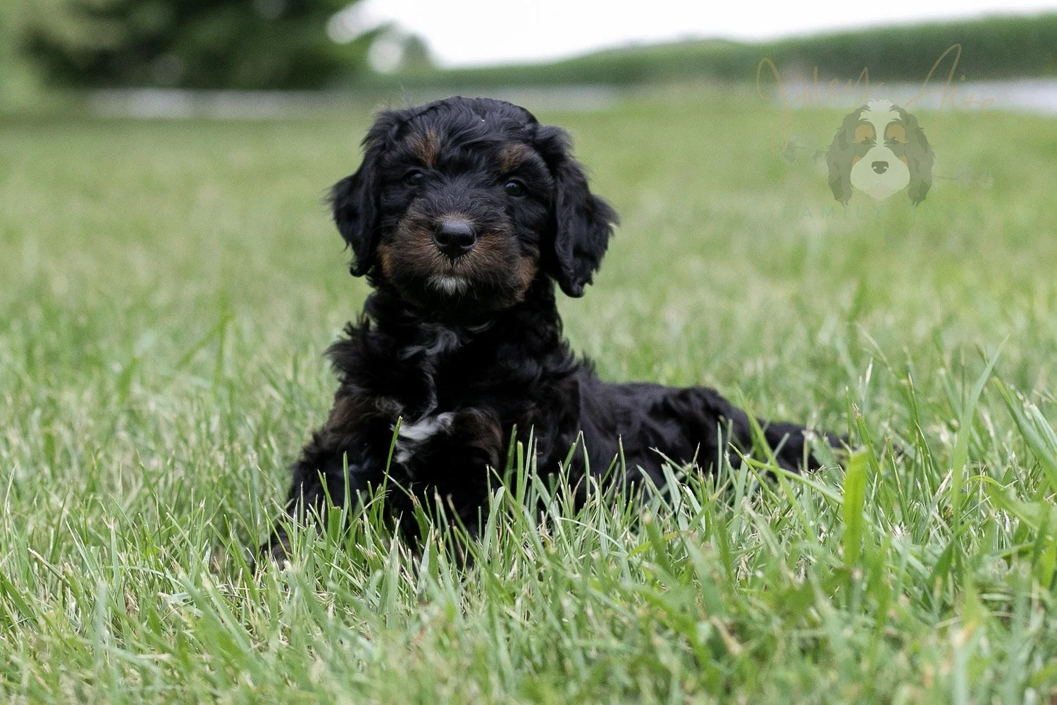 Denali Bernedoodle Puppy-32.jpg