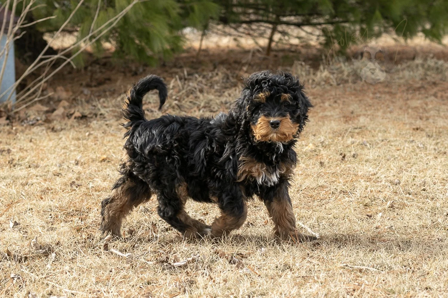 Cinderella | Well-Marked Phantom Female F1 Bernedoodle Puppy