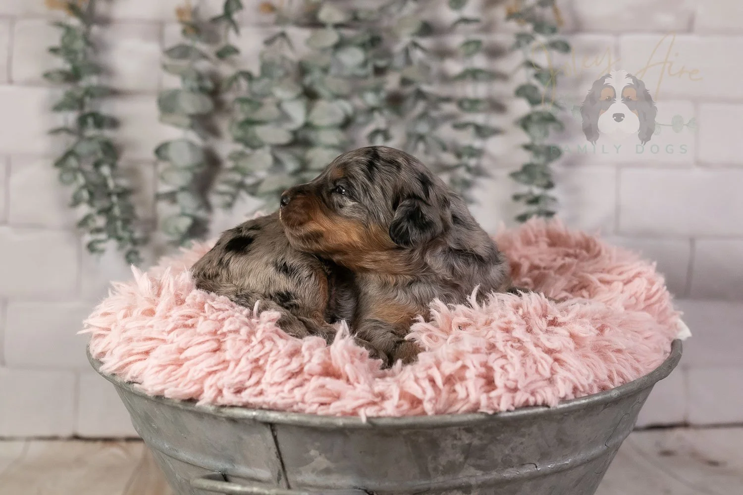 Ukelele Bernedoodle Puppy-11.jpg