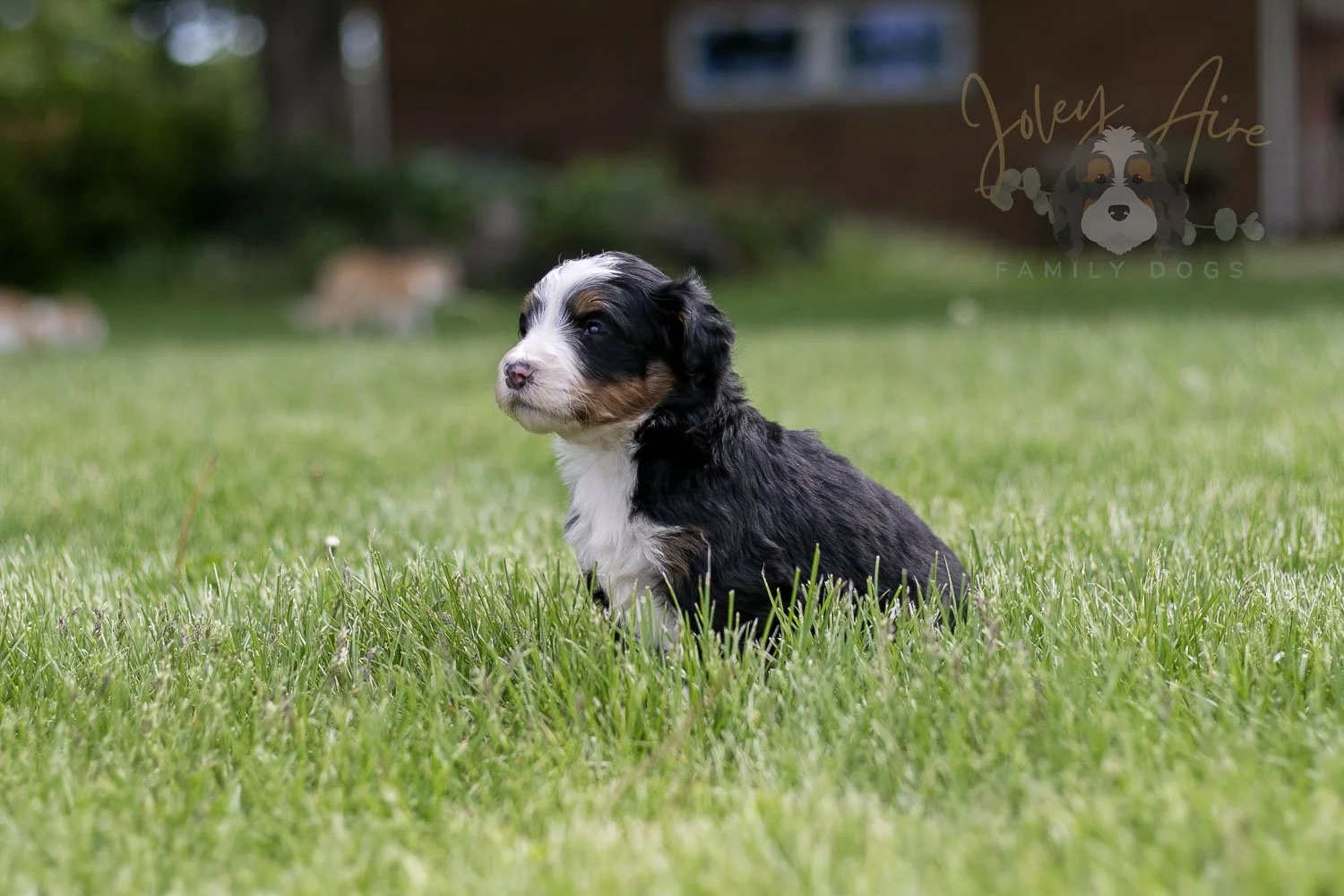 Harmonica Bernedoodle Puppy-39.jpg